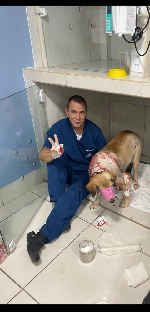 Enfermeiro Veterinário